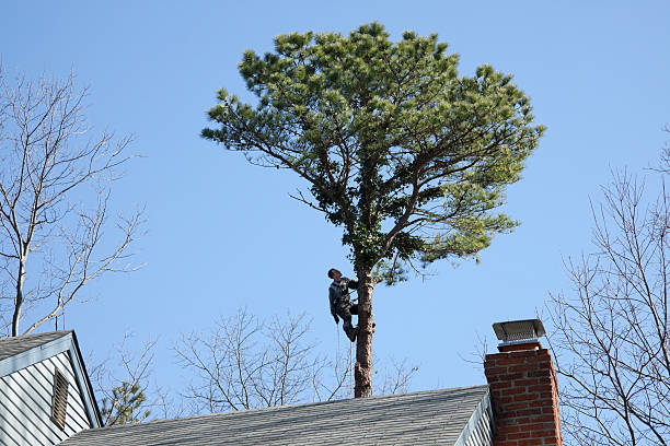 Best Tree Mulching  in South Laurel, MD